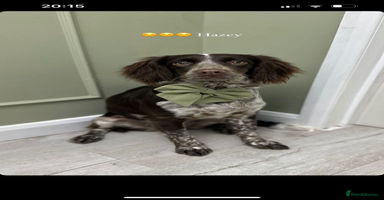 Cockapoo dogs - Advert 5