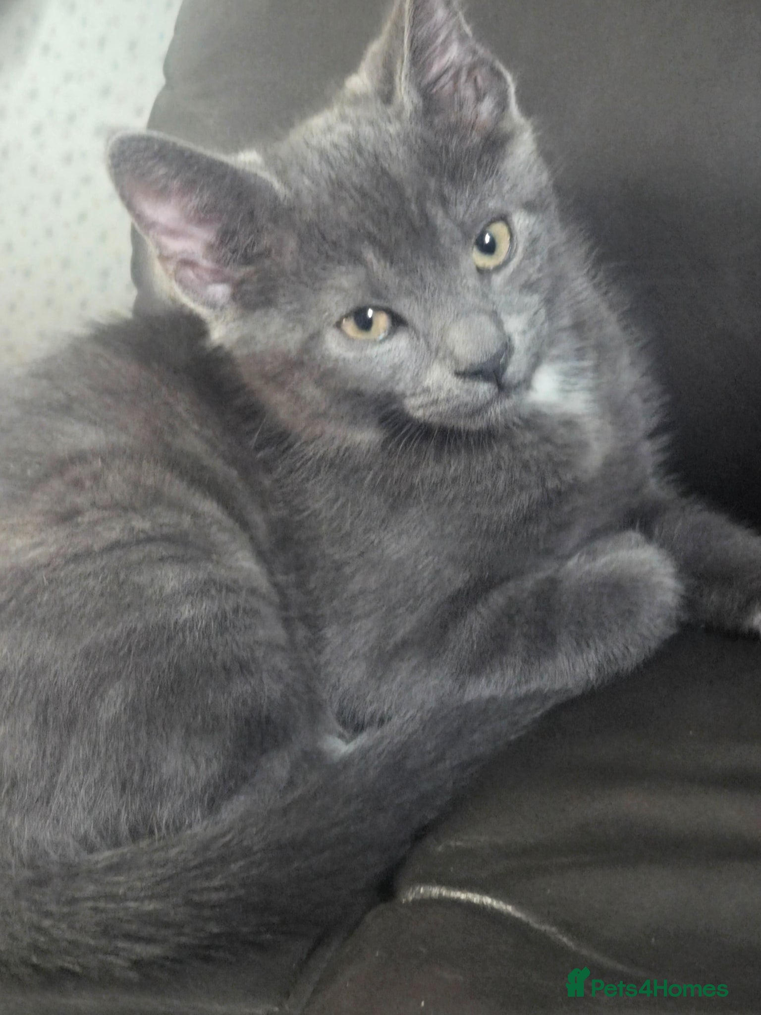 Mixed Breed cats Grey half ragdoll girl kitten - Advert 1