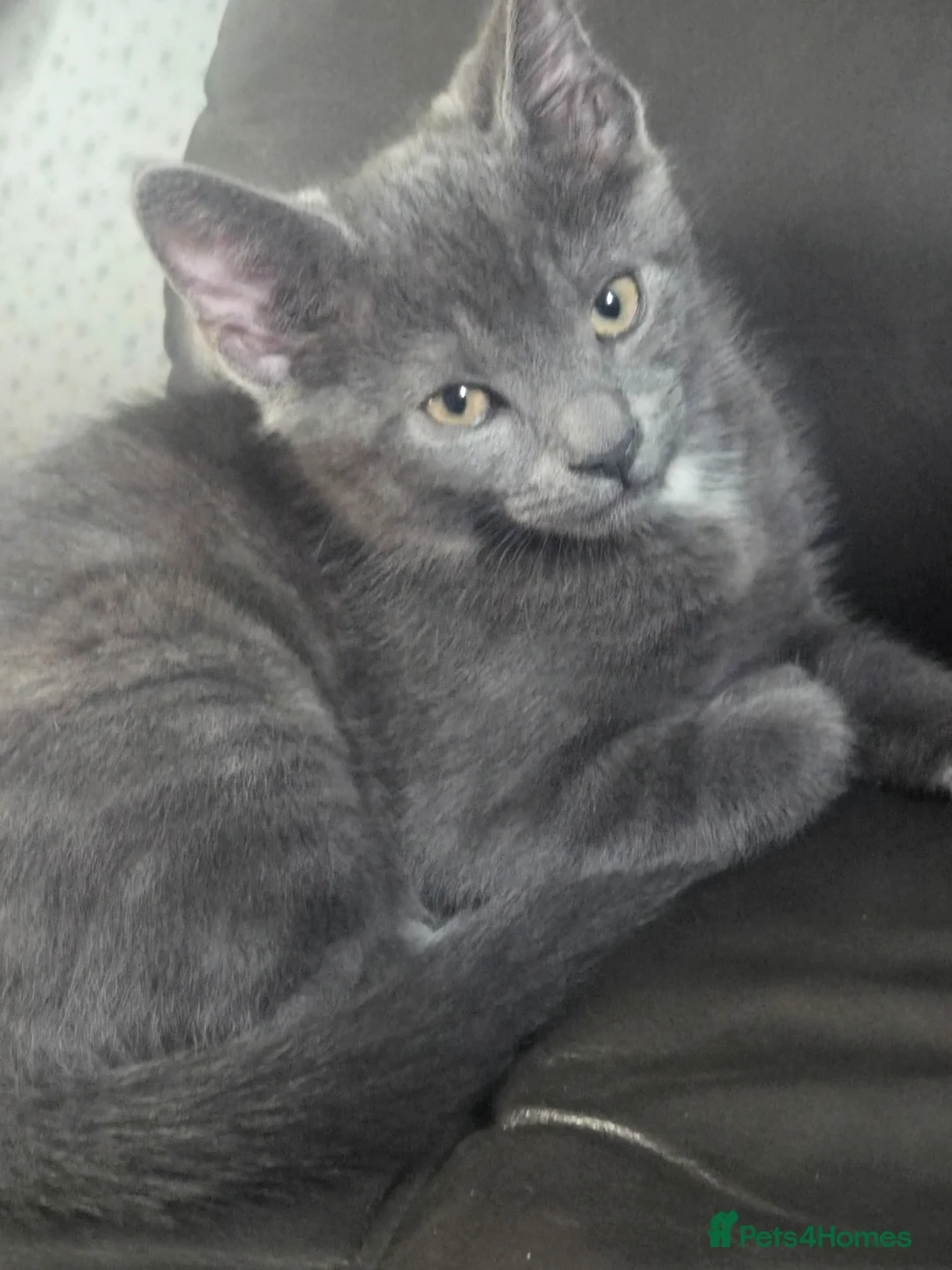 Mixed Breed cats for sale: Grey half ragdoll girl kitten - Advert 1