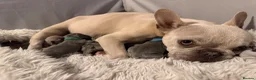 French Bulldog dogs for sale: 🐾 Frenchies Ready for Their Forever Homes! 🐾 - Advert 7
