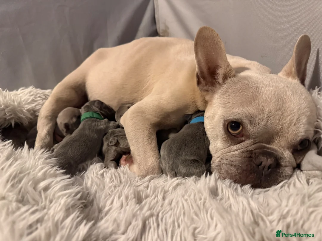 French Bulldog dogs for sale: 🐾 Frenchies Ready for Their Forever Homes! 🐾 - Advert 7