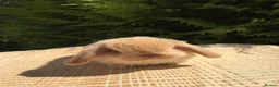Mini Lop rabbits for sale: Gorgeous, purebred Mini lop babies ready October - Advert 15