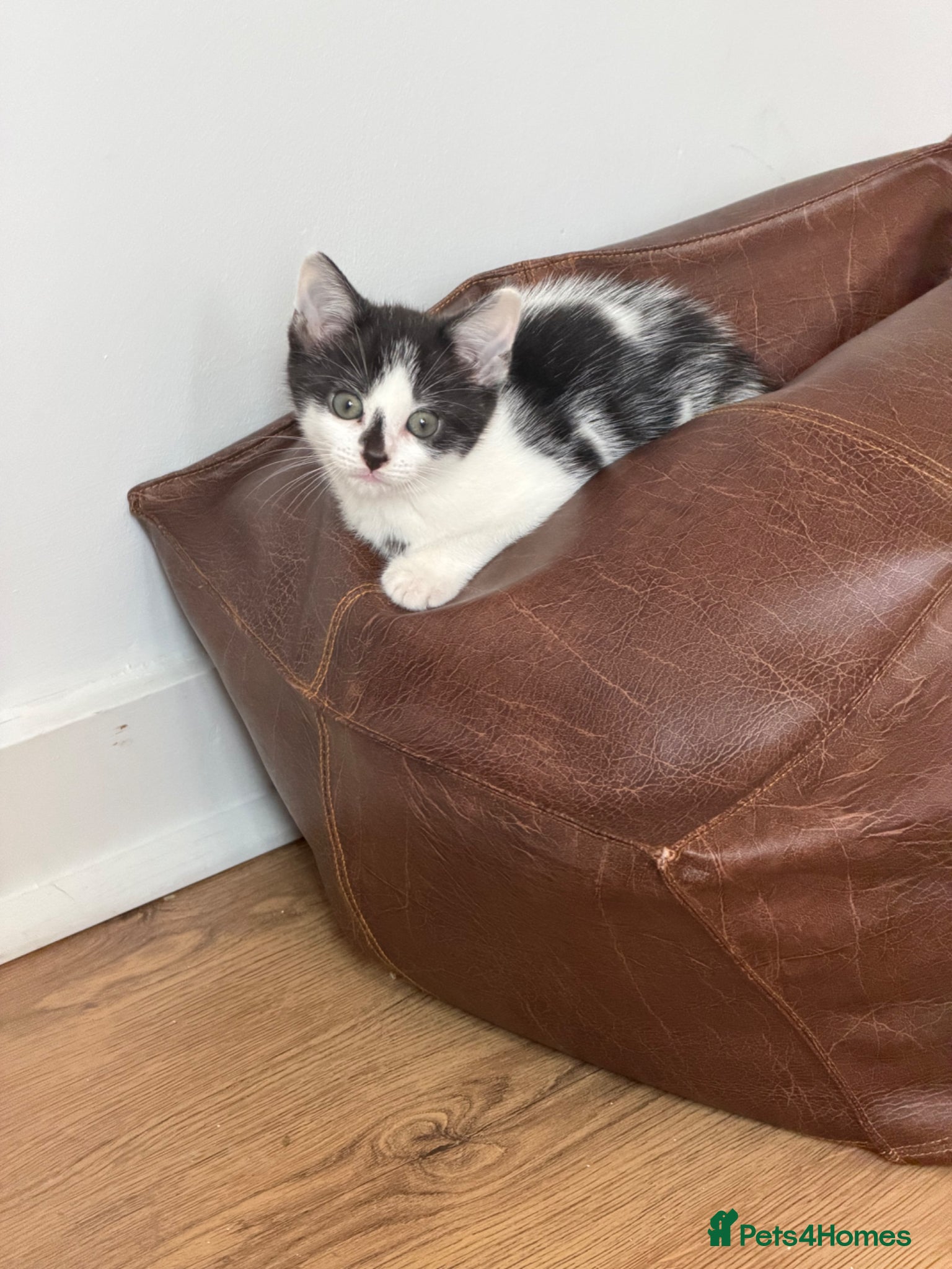Brazilian Shorthair cats Beautiful Brazilian Shorthair male - Advert 3