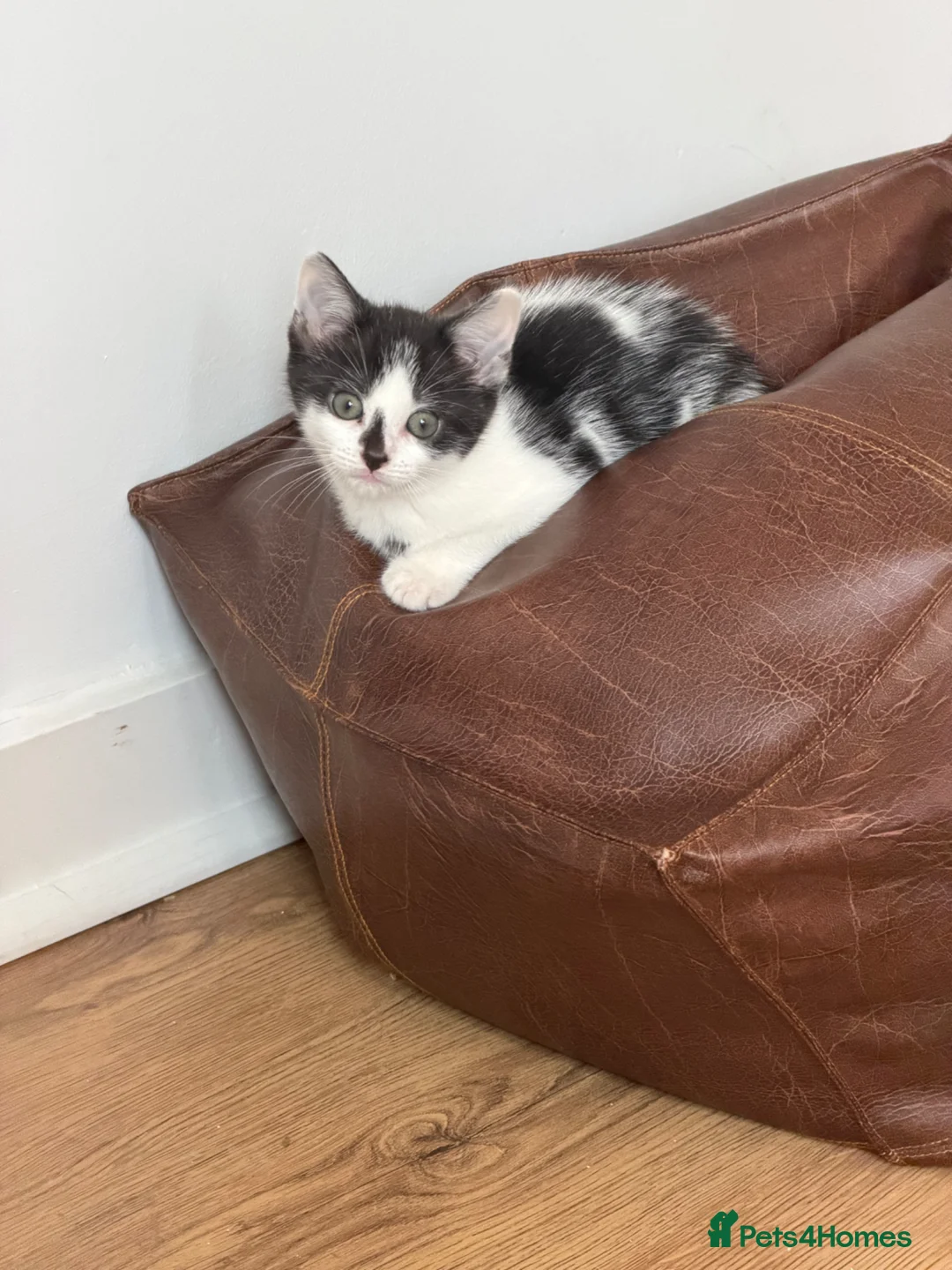 Brazilian Shorthair cats for sale: Beautiful Brazilian Shorthair male - Advert 1