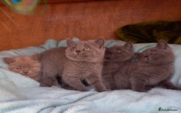 British Shorthair cats for sale: Super GCCF Registered Kittens - Image 11