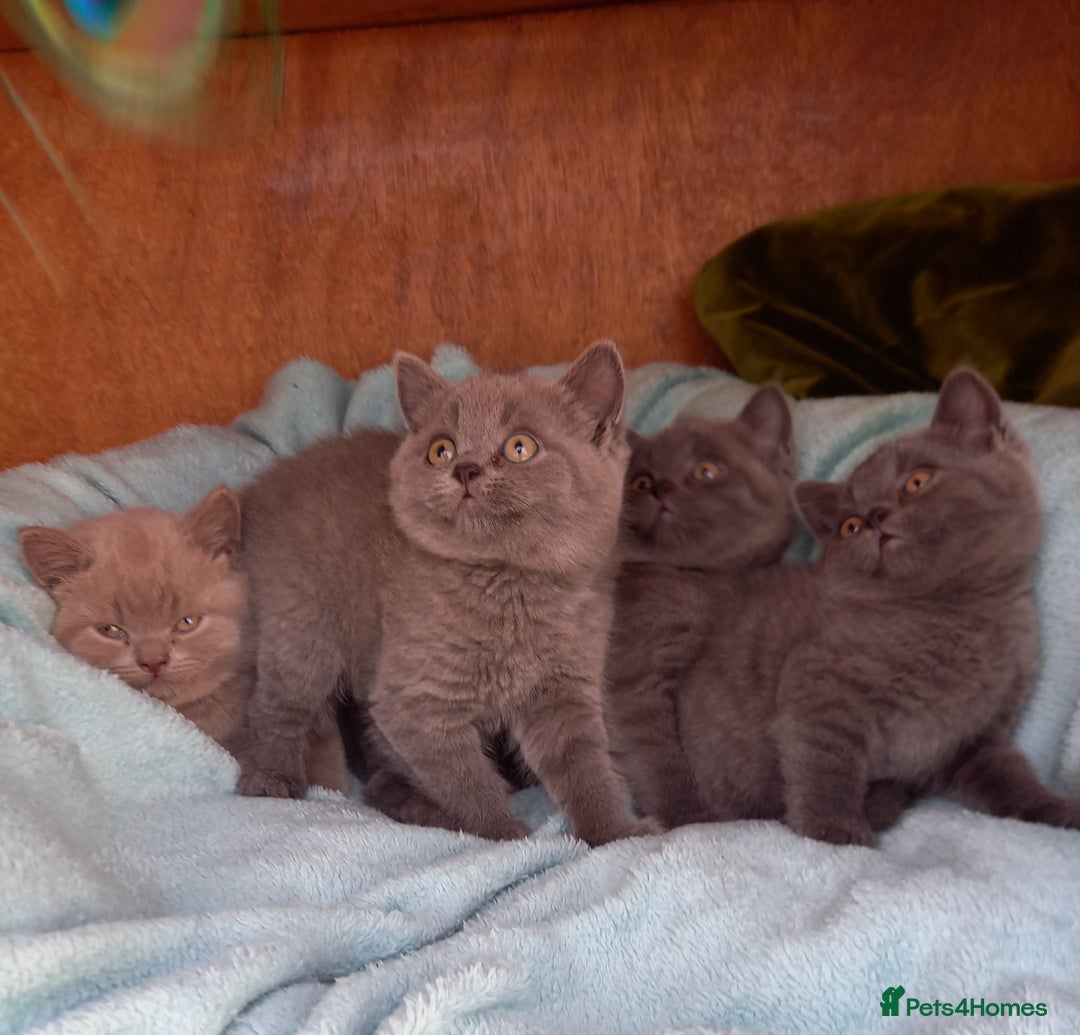 British Shorthair cats for sale: Super GCCF Registered Kittens - Image 11