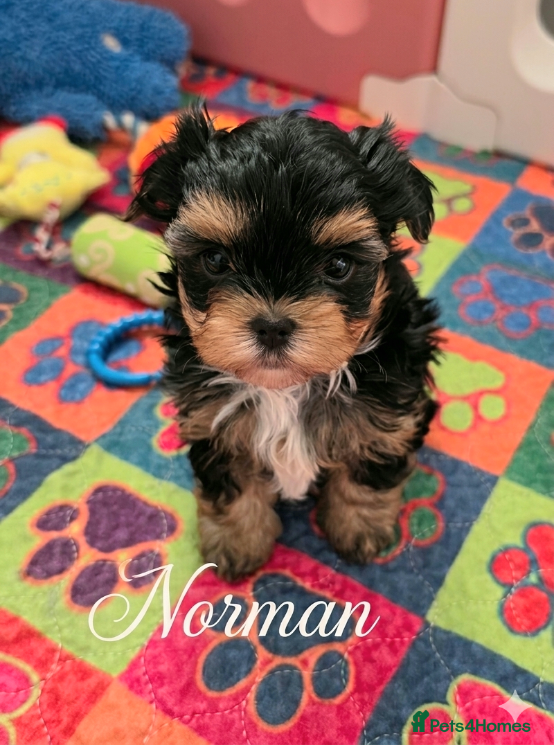 Yorkshire Terrier dogs 1 pups left  - Advert 10