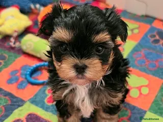 Yorkshire Terrier dogs 1 pups left - Advert 10