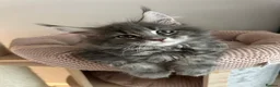 Maine Coon cats for sale: TICA Registered Maine Coon Kittens Available  in Sutton - Advert 32