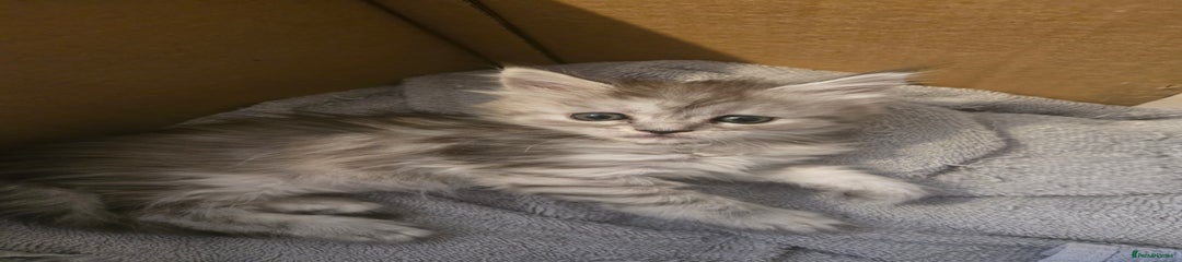 Maine Coon Kitten 1
