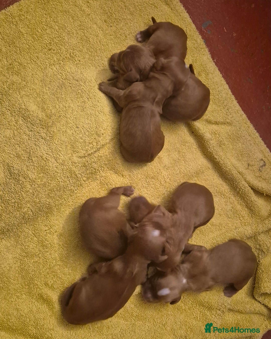 Cocker Spaniel dogs for sale: Gorgeous KC reg red cocker spaniel pups  - Advert 8