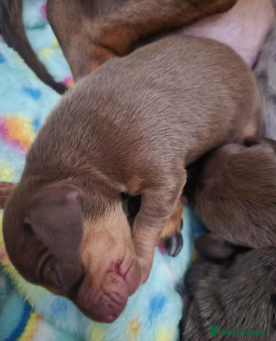Miniature Dachshund dogs for sale: Lovely litter of 7 daschund puppies! - Advert 7