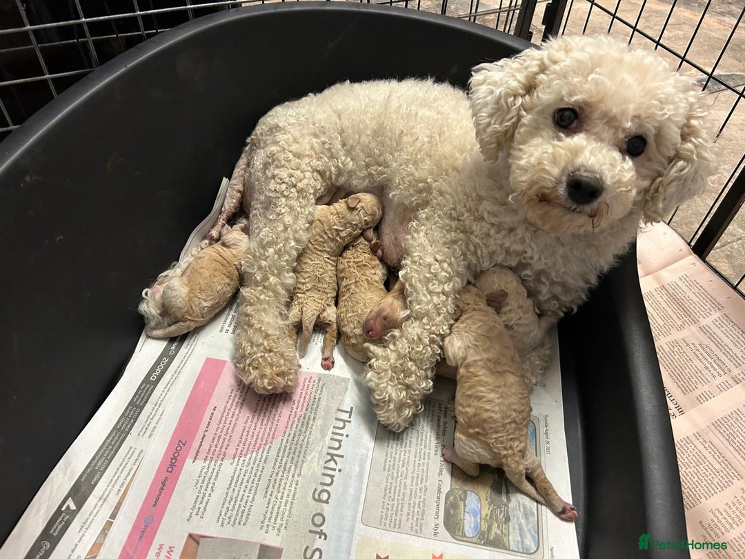 Poochon dogs for sale: Beautiful F1 Poochon puppies  - Image 2