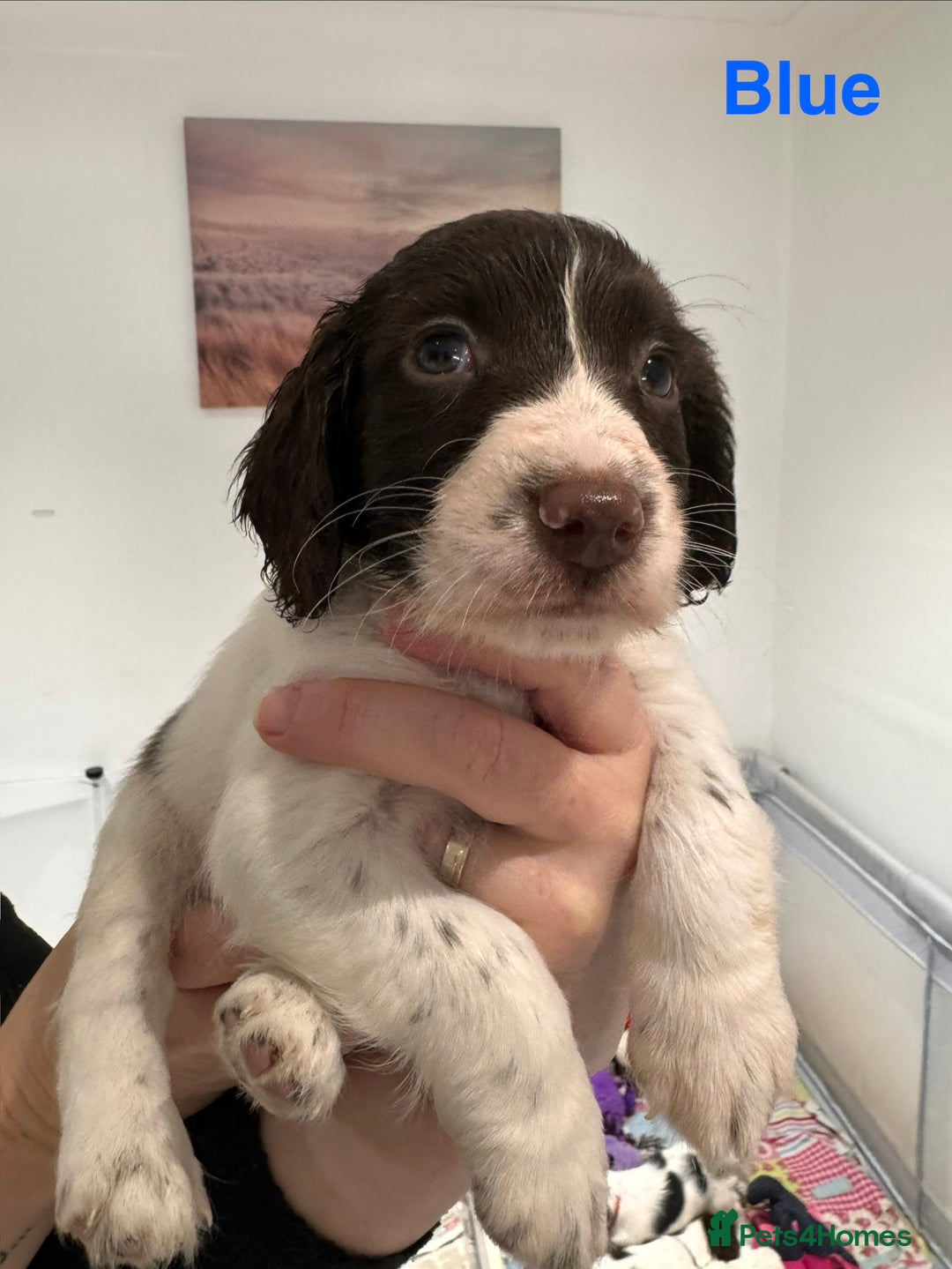 English Springer Spaniel dogs for sale: English Springer Spaniel Pups.  - Advert 3