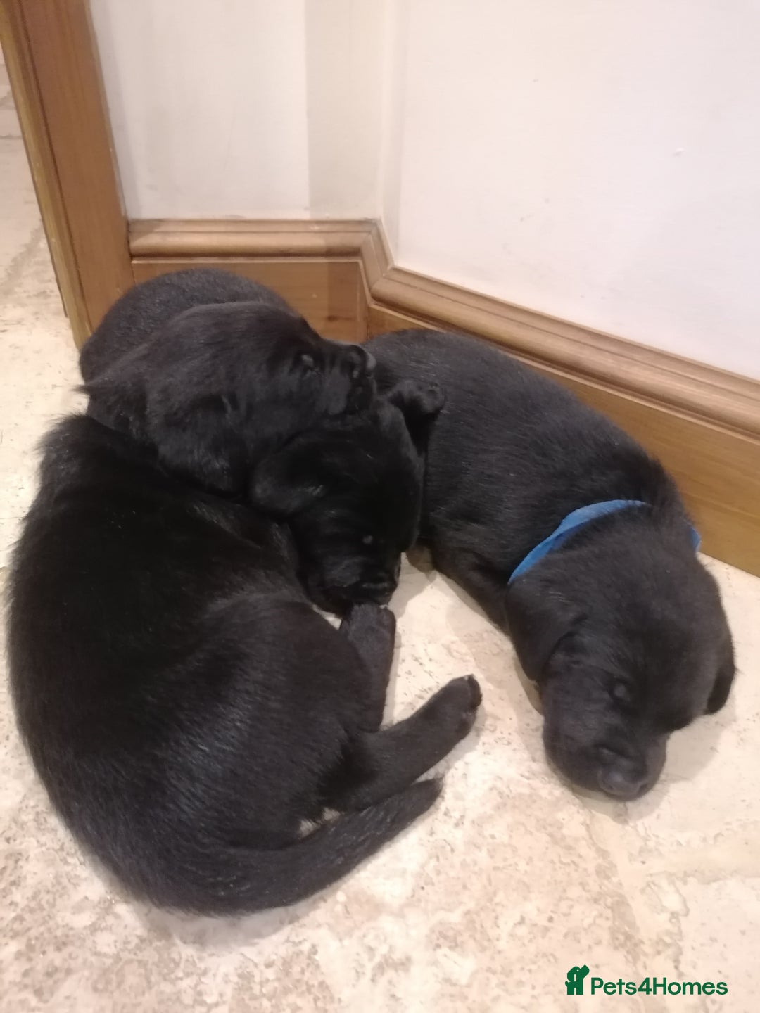 Labrador Retriever dogs for sale: KC registered, FtCH bloodline labradors  - Advert 9