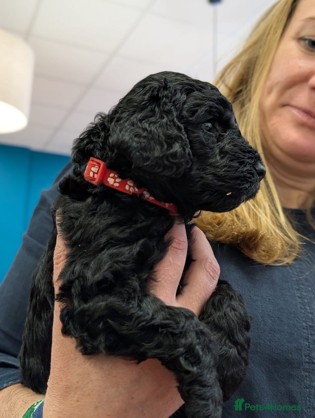 Cockapoo dogs for sale: ✨ F2 Cockapoo Puppies – Ready mid Nov ✨ - Image 17