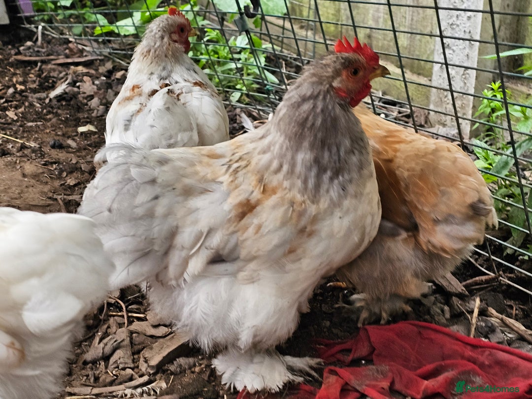 Chickens poultry for sale: ** Stunning friendly Pekin Cockerals available **  - Image 4