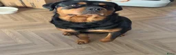 Rottweiler dogs for stud: Roscoe - Advert 5