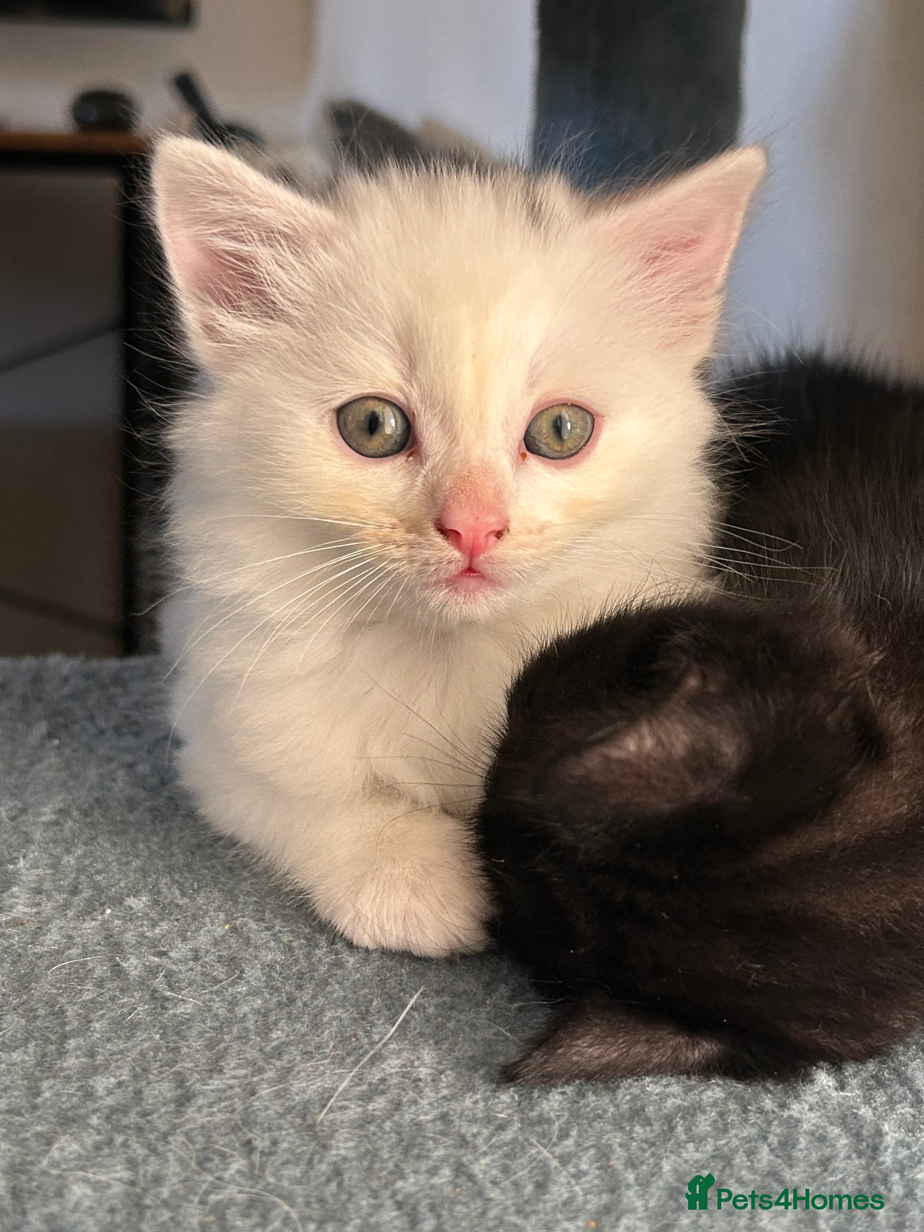 Ragdoll cats RUSSIAN DOLL kittens  - Advert 15