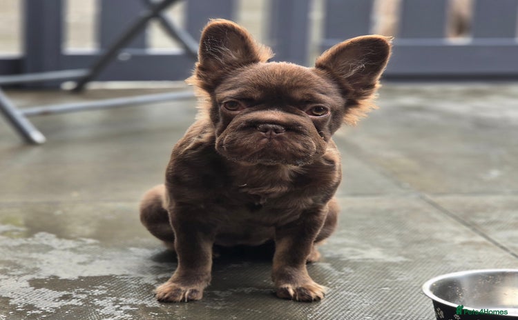 French Bulldog dogs - Advert 2