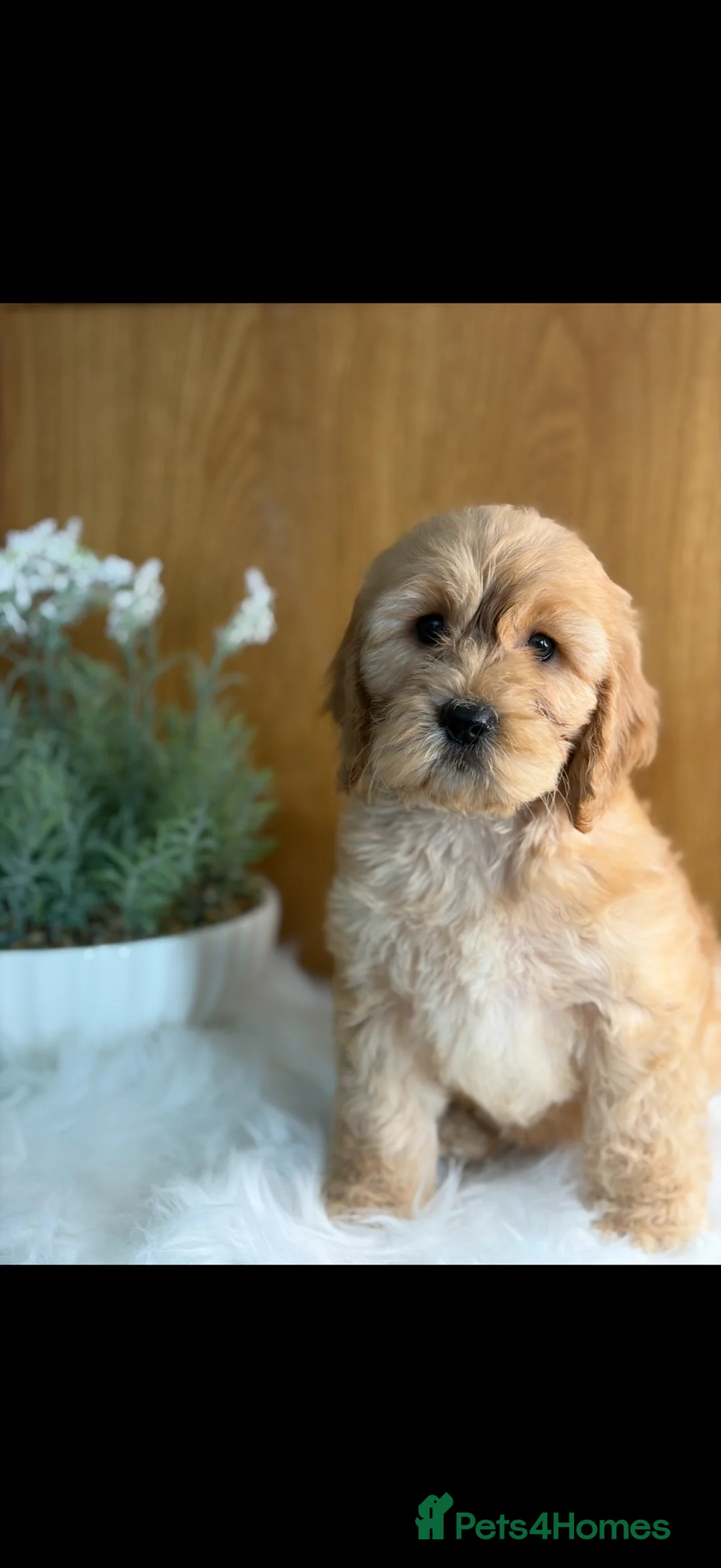 Cavapoo dogs for sale: ❤️ Ready now males and females ❤️ - Advert 1