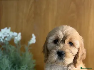 Cavapoo dogs ❤️ Ready now males and females ❤️ - Advert 3