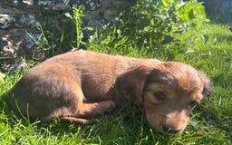 Dachshund dogs for sale: 2 American Red Long Haired Dachshund Puppies - Image 13