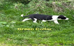 Border Collie dogs for sale: Gorgeous Border Collie pups - Image 9