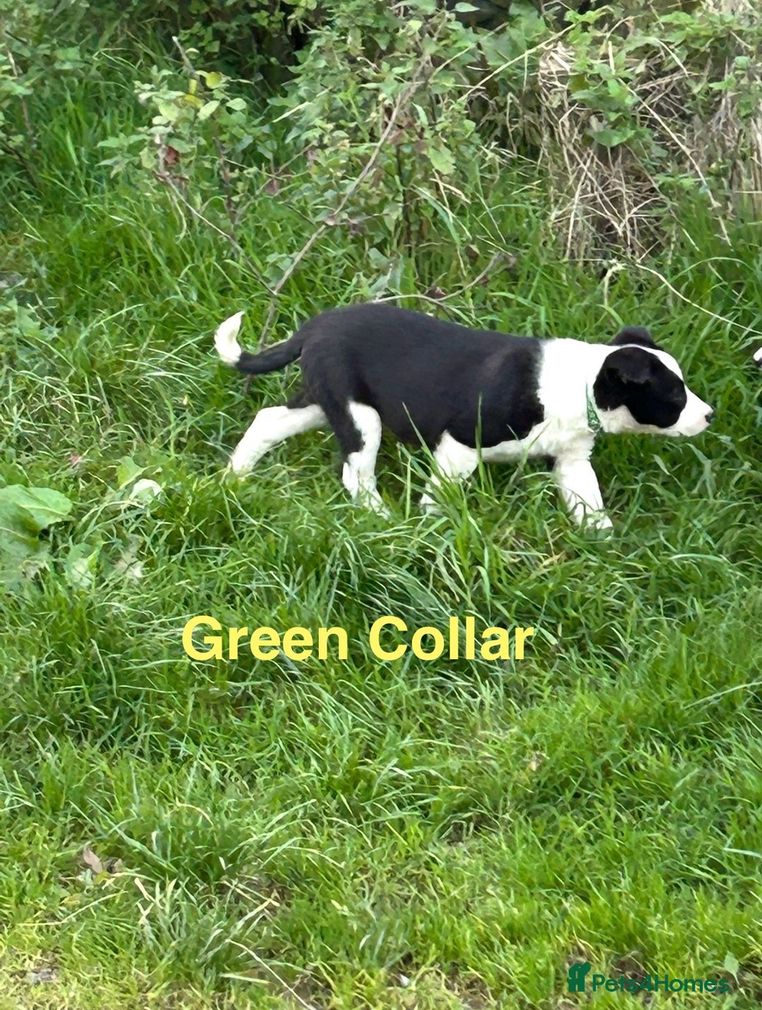 Border Collie dogs for sale: Gorgeous Border Collie pups - Image 9