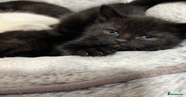 Ragdoll cats URGENT Ragdoll kittens x4 READY TO LEAVE!!🫶🏽 - Advert 1