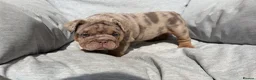English Bulldog dogs for sale: English Bulldog Puppies - Advert 23