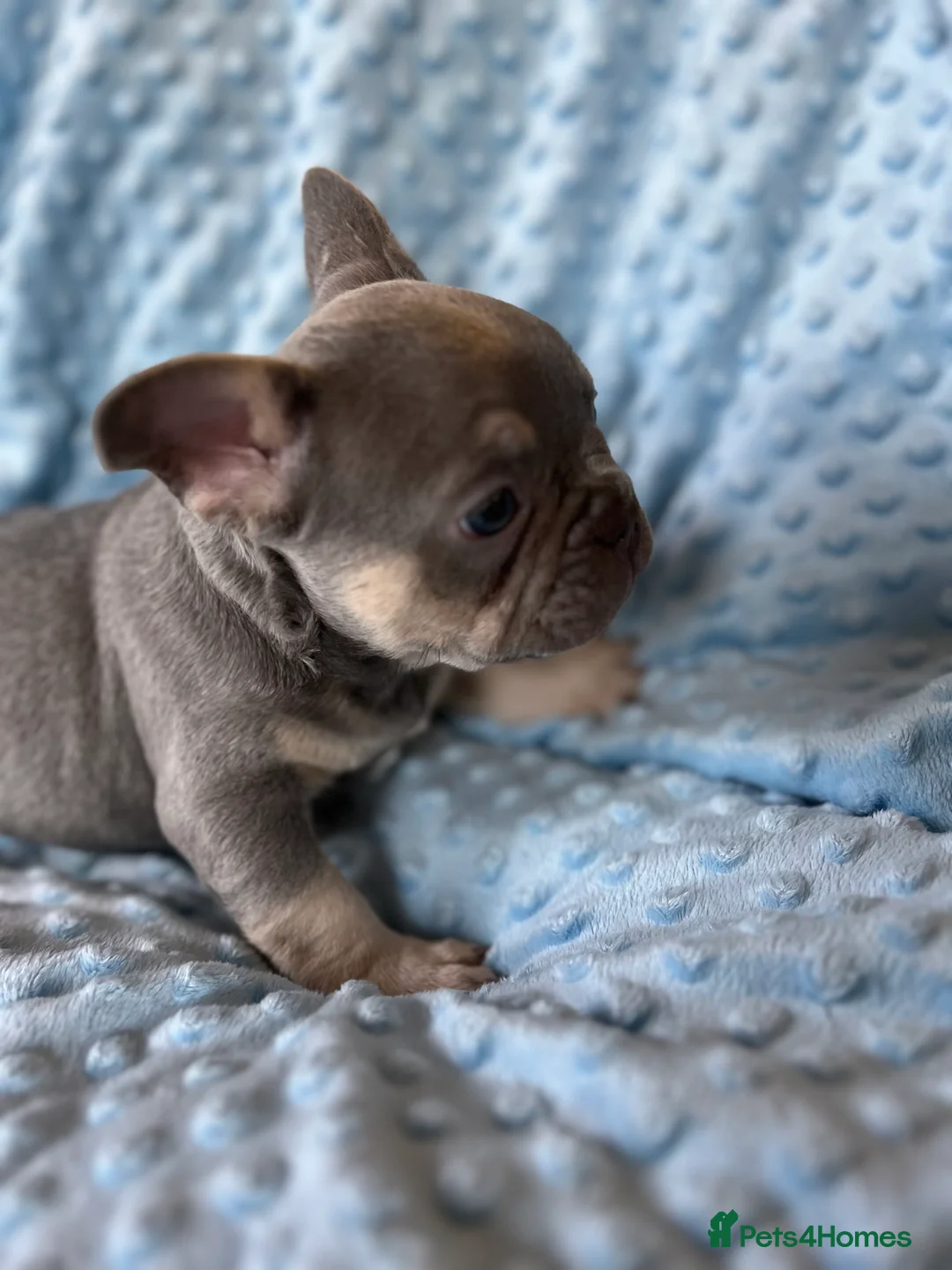 French Bulldog dogs for sale: Adorable French Bulldog puppies - Advert 12