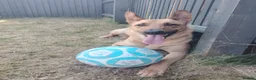 Mixed Breed dogs for sale: German Shepard cross looking for forever home  - Advert 5