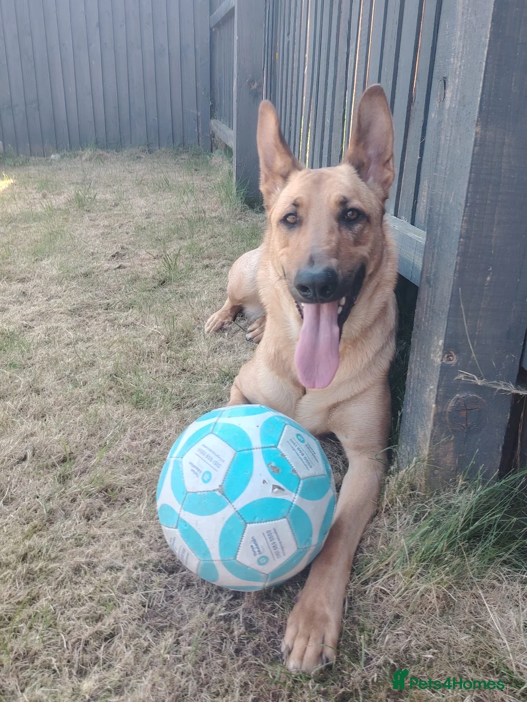 Mixed Breed dogs for sale: German Shepard cross looking for forever home  - Advert 5