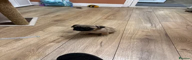Pug 1