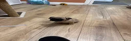 Pug dogs for sale: Pug puppy  in Lowestoft - Advert 2