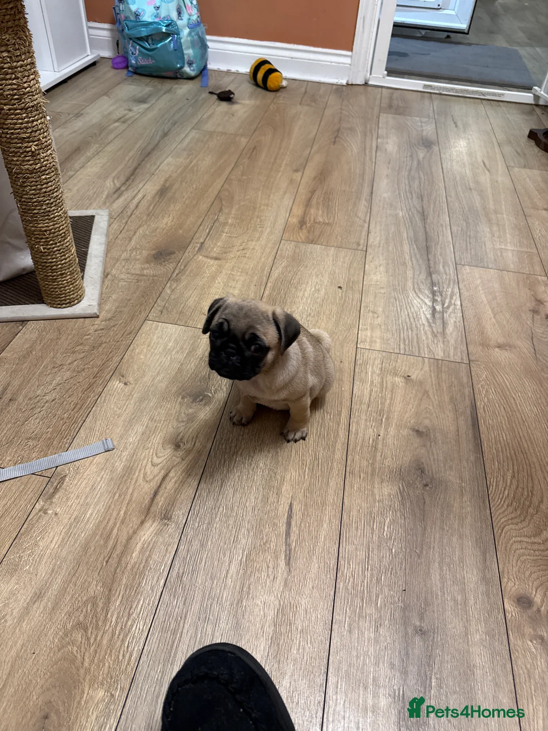 Pug dogs for sale: Pug puppy  in Lowestoft - Advert 2