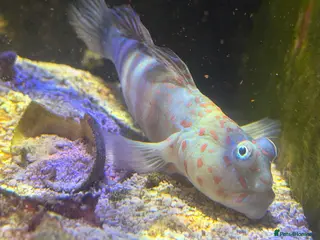 Angelfish fish mature marine tank closure - Advert 5