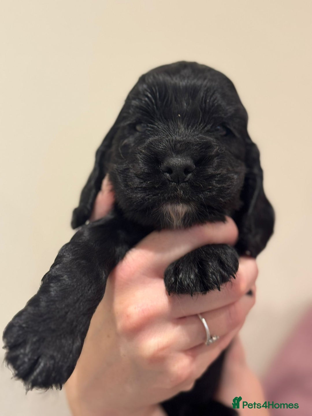Cocker Spaniel dogs for sale: Beautiful show type cocker spaniels  - Image 7