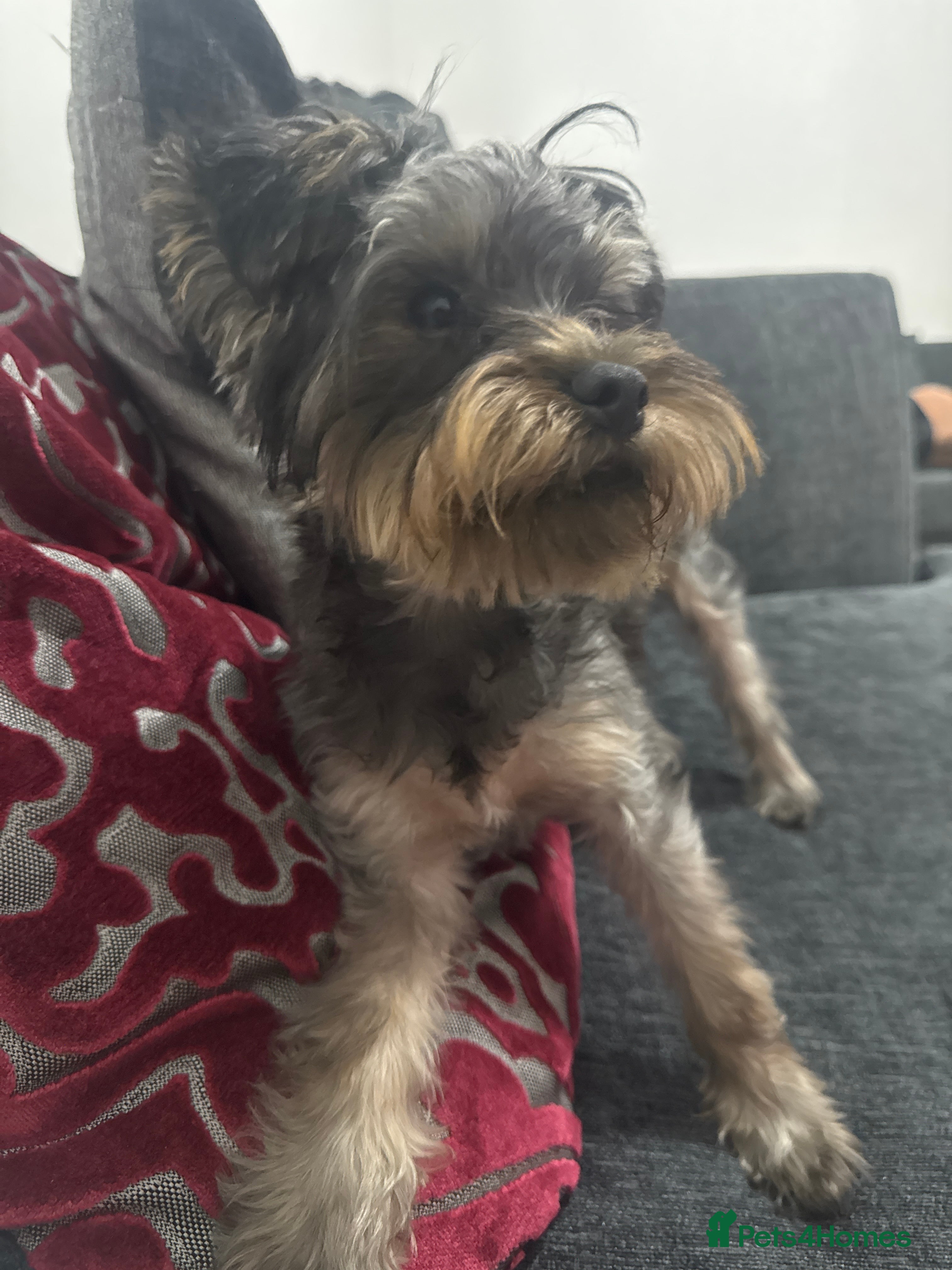 Yorkshire Terrier dogs 🐶 Adorable Yorkshire Terrier Puppy🩵   - Advert 1