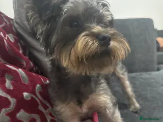 Yorkshire Terrier dogs 🐶 Adorable Yorkshire Terrier Puppy🩵 - Advert 9