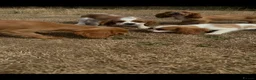 King Charles Spaniel dogs for sale:  Pure King Charles cavalier puppies  - Advert 18