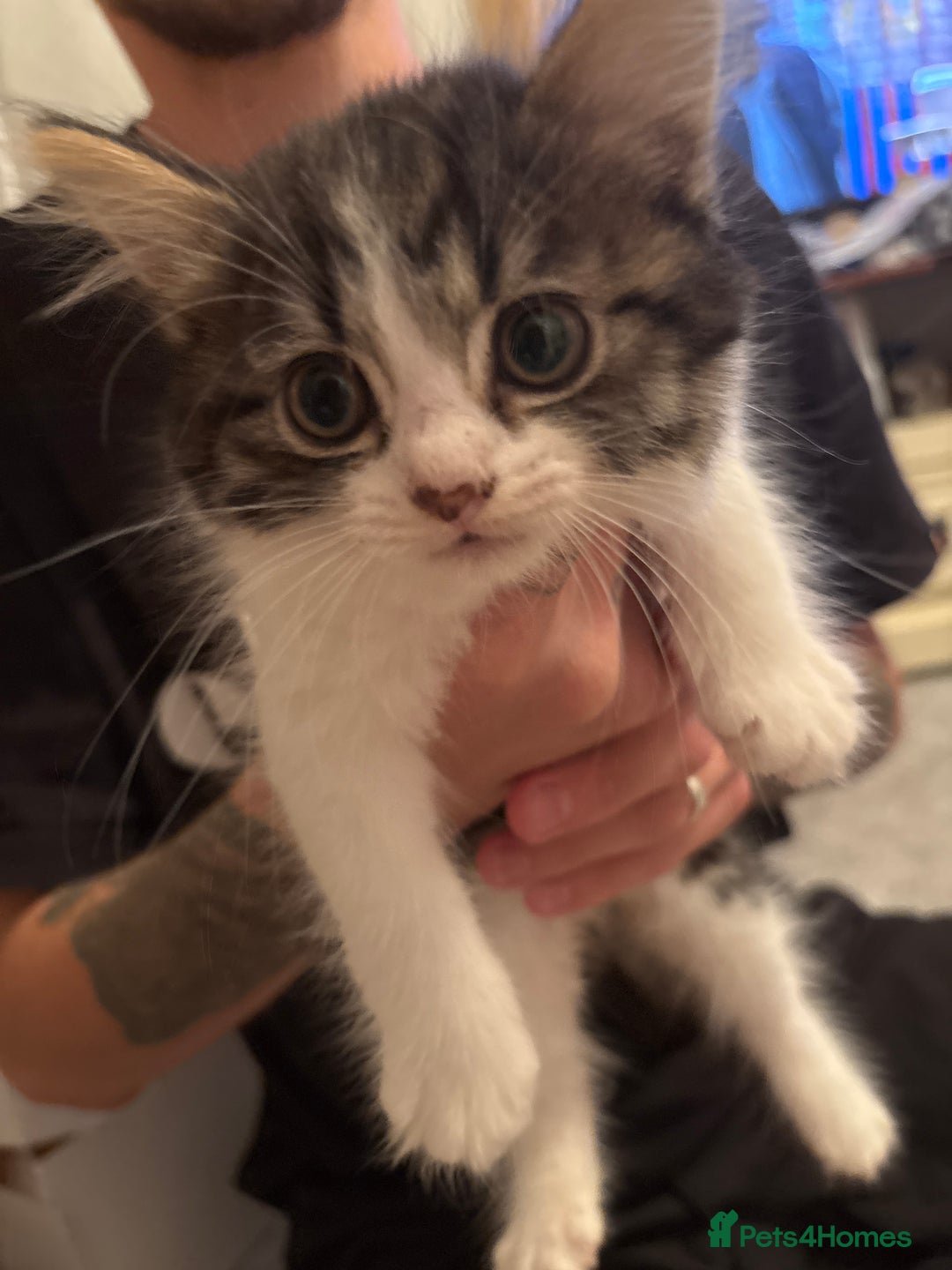 Mixed Breed cats for sale: Half British blue kittens  - Image 9