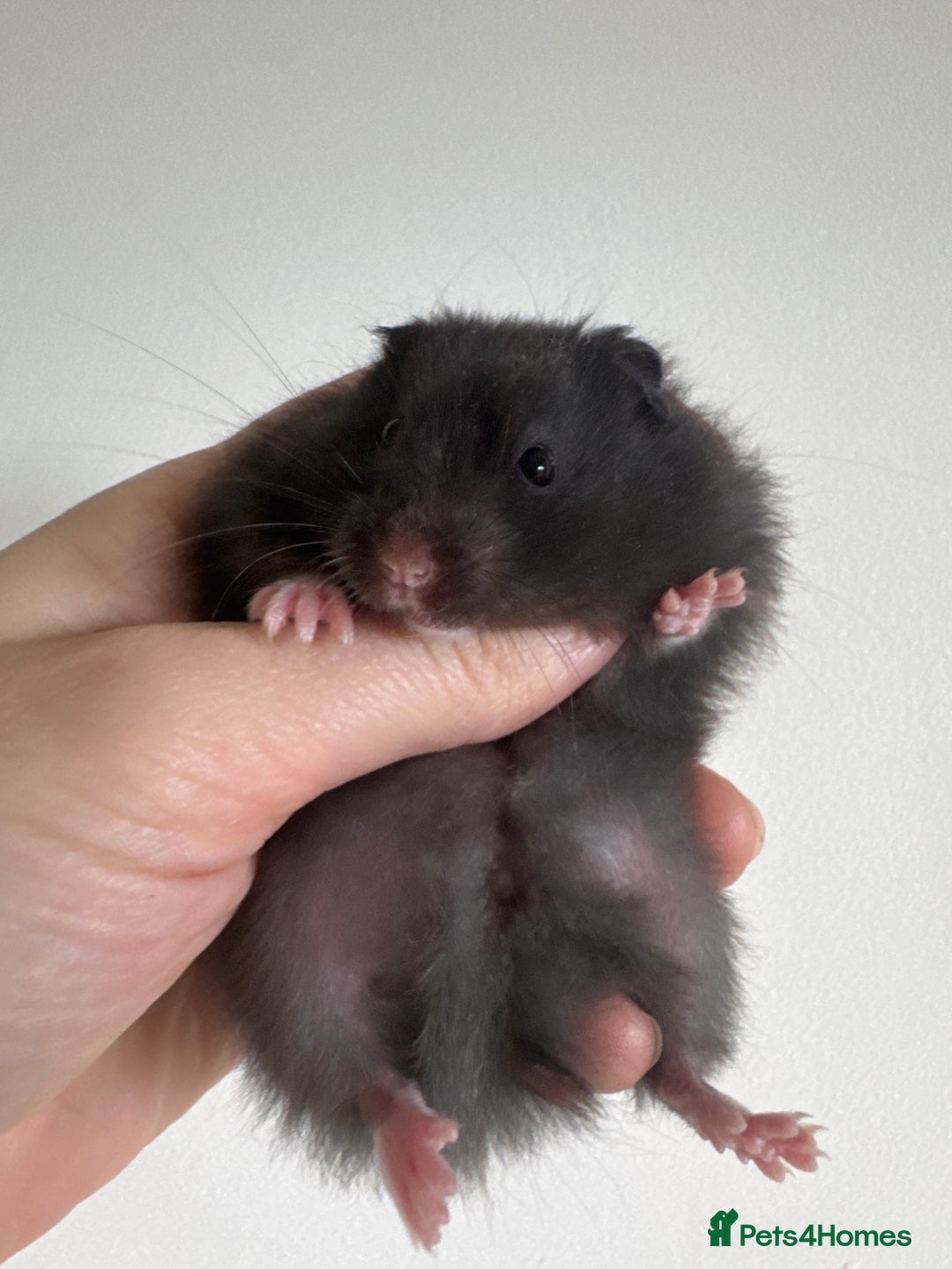 Hamster rodents for sale: Baby syrian hamsters males and females - Advert 1