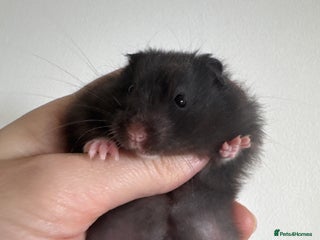 Hamster rodents Baby syrian hamsters males and females - Advert 7