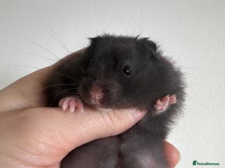 Hamster rodents Baby syrian hamsters males and females - Advert 7