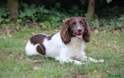 English Springer Spaniel dogs for sale: Springer Spaniel puppies - 2 boys left - Image 9
