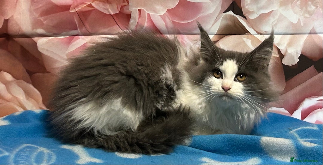 Maine Coon cats for sale: TICA Registered Maine Coon Kittens.  READY NOW  - Advert 4