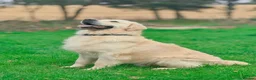 Golden Retriever dogs for sale: Amazing Golden Retriever Puppies - Advert 17