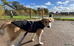 Mixed Breed dogs for sale: 💛🐾 Lovely Lisa 🐾💛 - Image 3